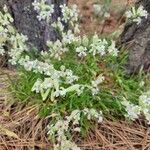 Silene douglasii Blüte