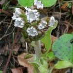 Petasites pyrenaicus Blomst