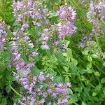 Thymus gobicus Облик