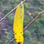 Salix pierotii Leaf