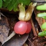 Rubus pedatus Ovoce