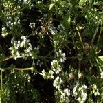 Valerianella eriocarpa Flower