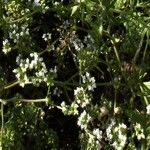 Valerianella eriocarpa Fula
