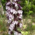 Orchis purpureaFlor