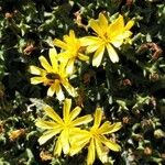 Launaea cervicornis 花