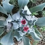 Cynoglossum cheirifolium Virág