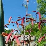 Aloe divaricata Цвят