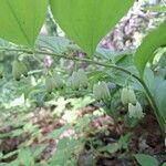 Polygonatum latifolium 花
