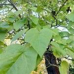 Paulownia tomentosaFoglia