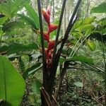 Heliconia bihaiBlomst