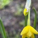 Narcissus gaditanus 花