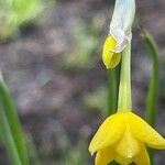 Narcissus gaditanus Flower