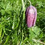 Fritillaria tubaeformis Õis