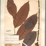 Porocystis toulicioides Hoja