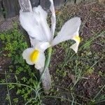 Iris orientalis Flor