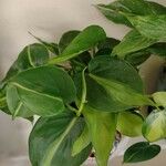 Philodendron hederaceum পাতা