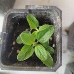 Salvia microphylla Frunză