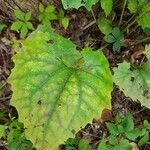 Arnoglossum atriplicifolium Leaf