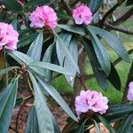 Rhododendron fulvum Habitus