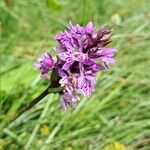 Dactylorhiza fuchsii花