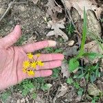 Senecio ampullaceus Кветка