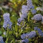 Ceanothus thyrsiflorus Blüte