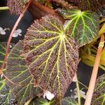 Begonia chloroneura Feuille