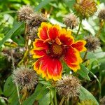 Gaillardia aristata Цвят