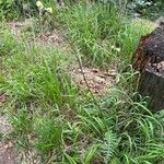 Cirsium erisithales Habitat