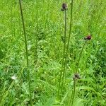 Cirsium rivulare Yeri