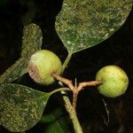 Calophyllum brasiliense Frucht