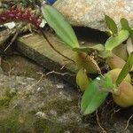 Bulbophyllum calyptratum Pokrój