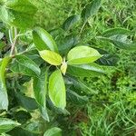 Malus domestica Leaf