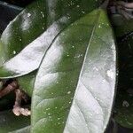 Drypetes variabilis Leaf