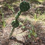 Opuntia macrorhiza List