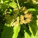 Physocarpus capitatus Fruto