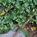 Euphorbia graminea Hoja