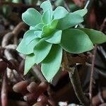 Sedum palmeri ഇല