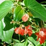 Phaseolus coccineus পাতা