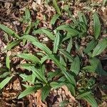 Allium tricoccum برگ