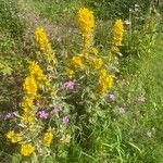 Lysimachia punctata Habit