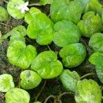 Geophila repens Leaf