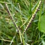 Paspalum distichum Flors