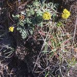 Lomatium grayi Hábito