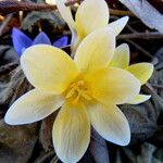 Crocus chrysanthus Blüte