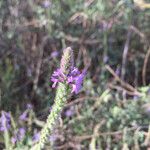 Verbena lasiostachys പുഷ്പം