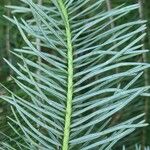 Pseudotsuga menziesii Levél