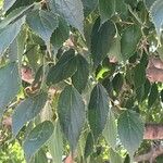 Celtis africana Folio