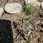 Helianthemum ledifolium Leaf