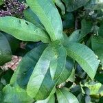 Syzygium multipetalum Blatt